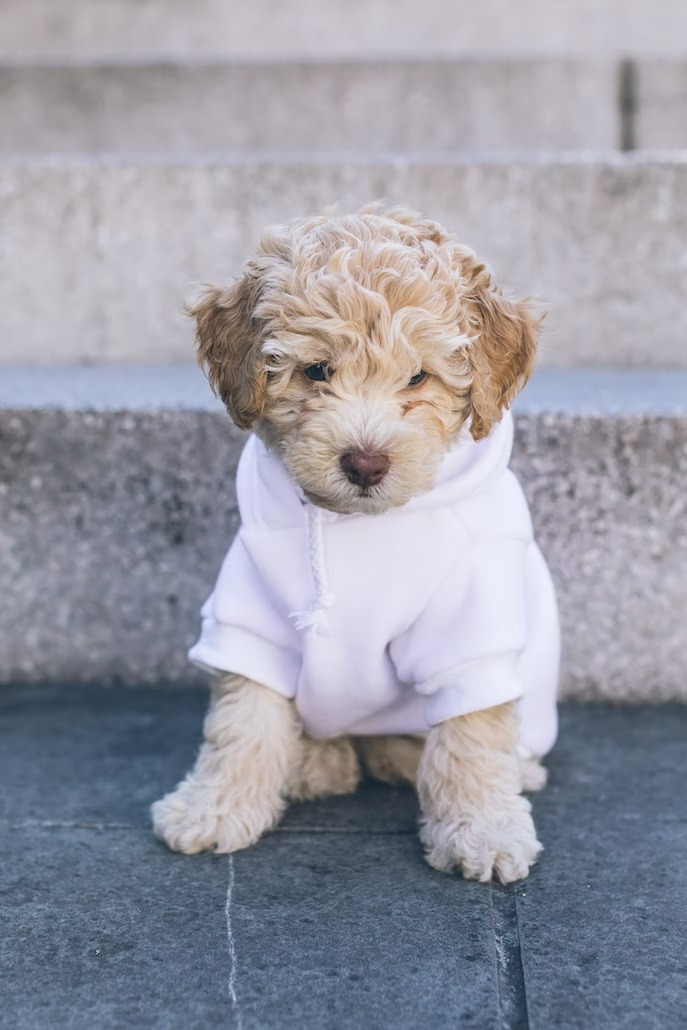 Cockapoo Polly 3lb 8oz Doodle Puppy